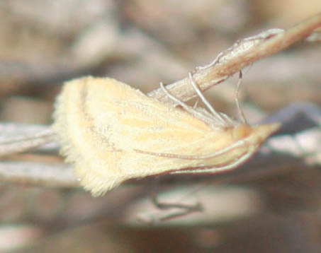 Microtheoris ophionalis
