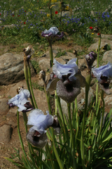 Iris hermona