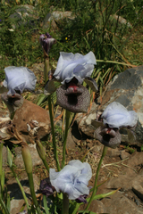 Iris hermona
