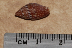 Pardalinops testudinaria