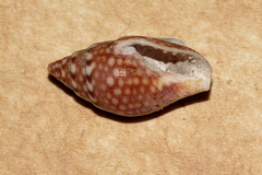 Pardalinops testudinaria