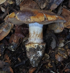 Glaucopodes