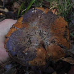 Glaucopodes