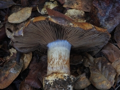 Glaucopodes