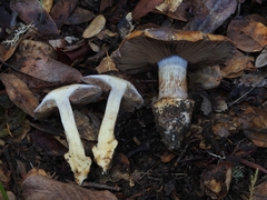 Glaucopodes