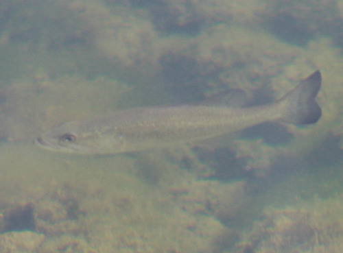 Micropterus nigricans