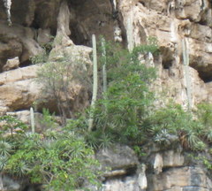 Cephalocereus apicicephalium