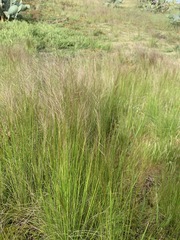 Austrostipa scabra falcata