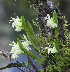 Epidendrum scharfii