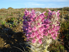 Pedicularis lanata