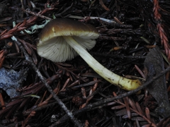 Pluteus romellii