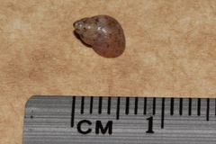 Phasianella solida