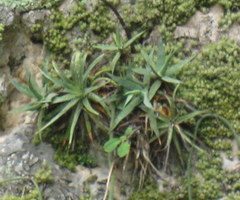 Agave garciamartinezii