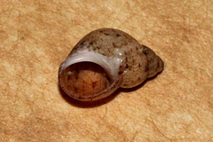 Phasianella solida