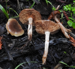 Meottomyces dissimulans