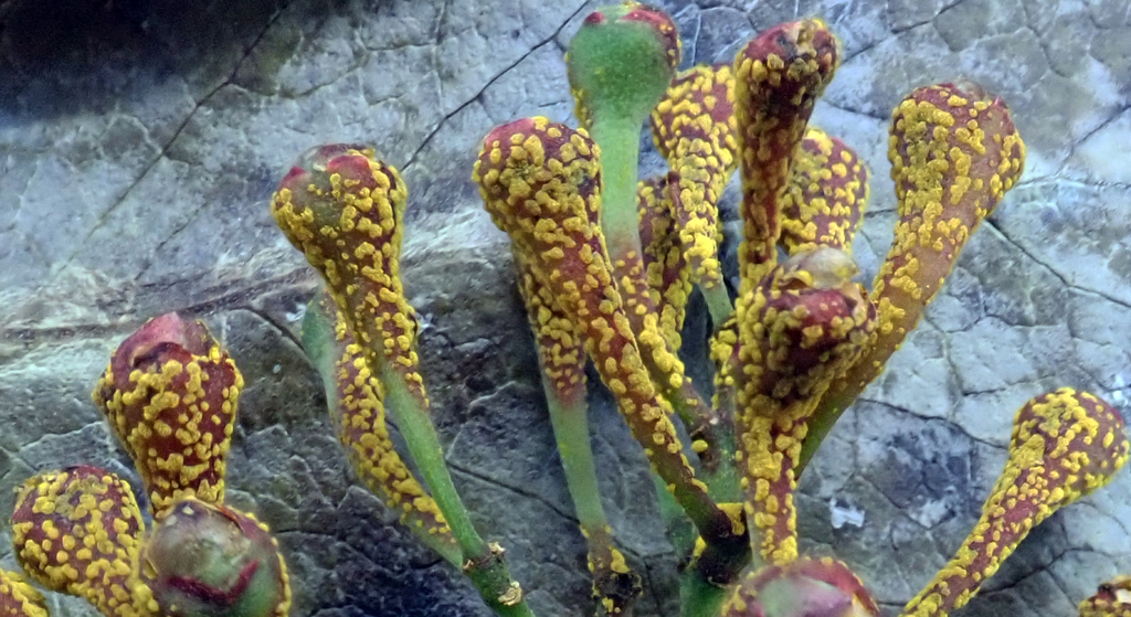 Myrtle Rust on a plant