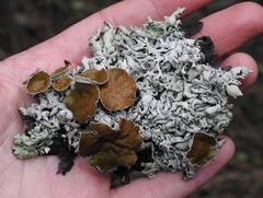 Hypogymnia occidentalis