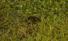 Cavia