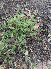 Chenopodium nutans nutans