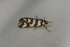 Hednotodes callichroa