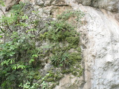 Agave garciamartinezii