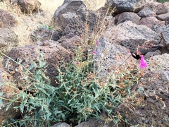 Penstemon richardsonii