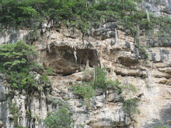 Cephalocereus apicicephalium