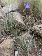 Wahlenbergia luteola