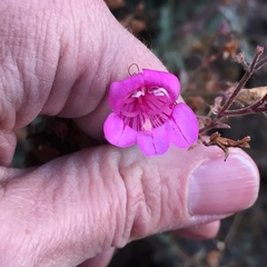 Penstemon richardsonii