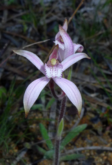 Caladenia hirta rosea