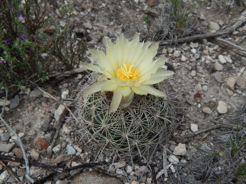 Coryphantha delicata (Coryphantha delicata)