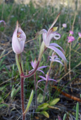 Caladenia hirta rosea