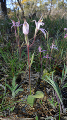 Caladenia hirta rosea
