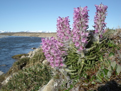 Pedicularis lanata