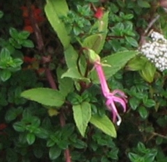 Centropogon gutierrezii