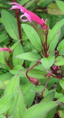 Centropogon gutierrezii