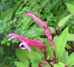 Centropogon gutierrezii