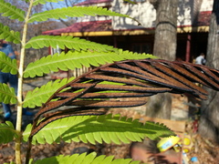 Pentarhizidium orientale