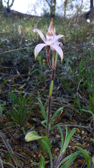 Caladenia hirta rosea