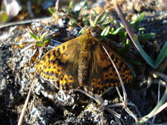 Boloria polaris