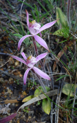 Caladenia hirta rosea