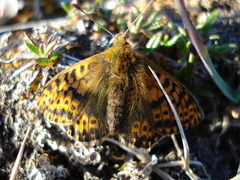 Boloria polaris