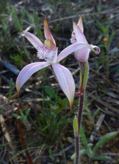 Caladenia hirta rosea