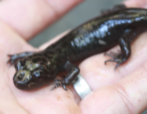 Dicamptodon ensatus