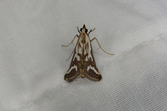 Metallarcha thiophara