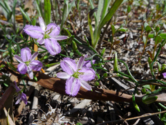 Thysanotus patersonii