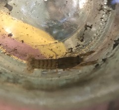 Samastacus spinifrons