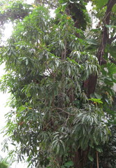 Mangifera indica