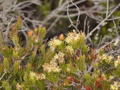 Melaleuca pityoides