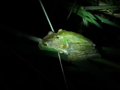 Itapotihyla langsdorffii